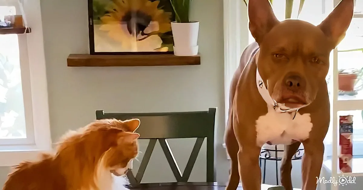 Adorable Pittie and kitten