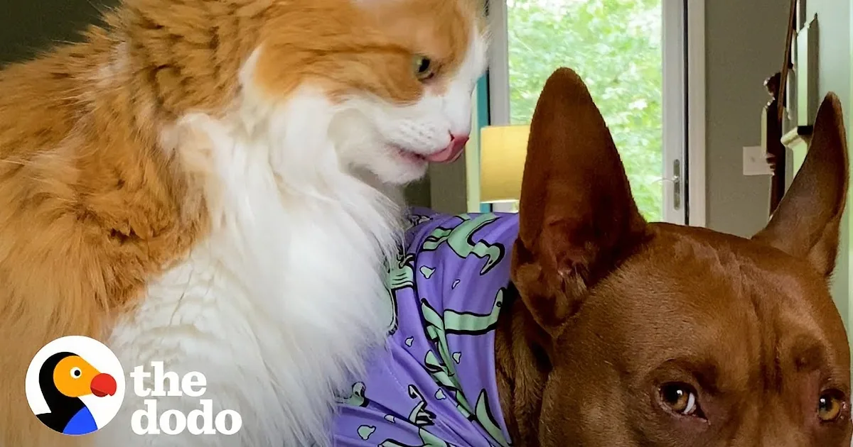 A dog and a cat are lying on a bed, with the dog looking down and the cat looking up.
