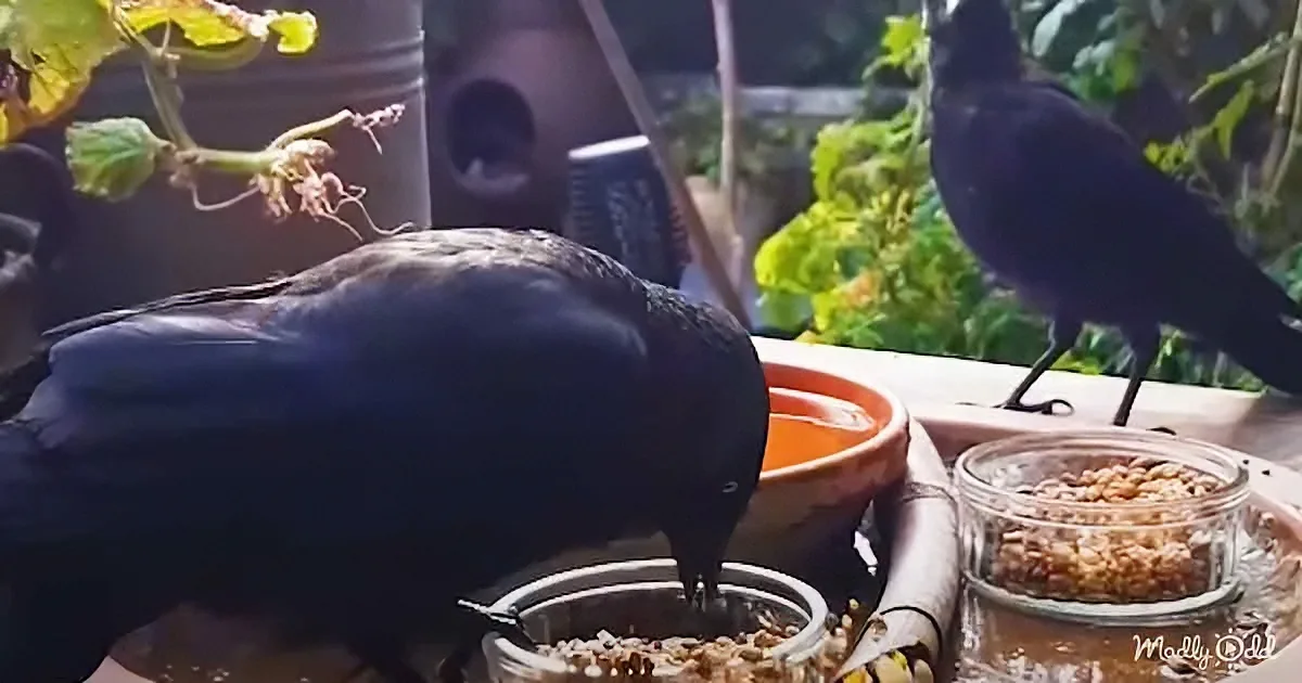A black bird pecks at seeds in a glass jar on a bird feeder table.