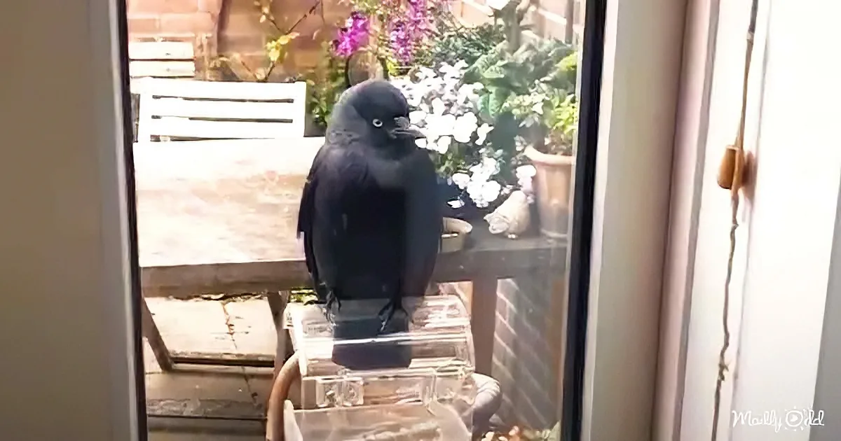 A black bird perches on a glass container, gazing out of a window with a garden and flowers in the background.