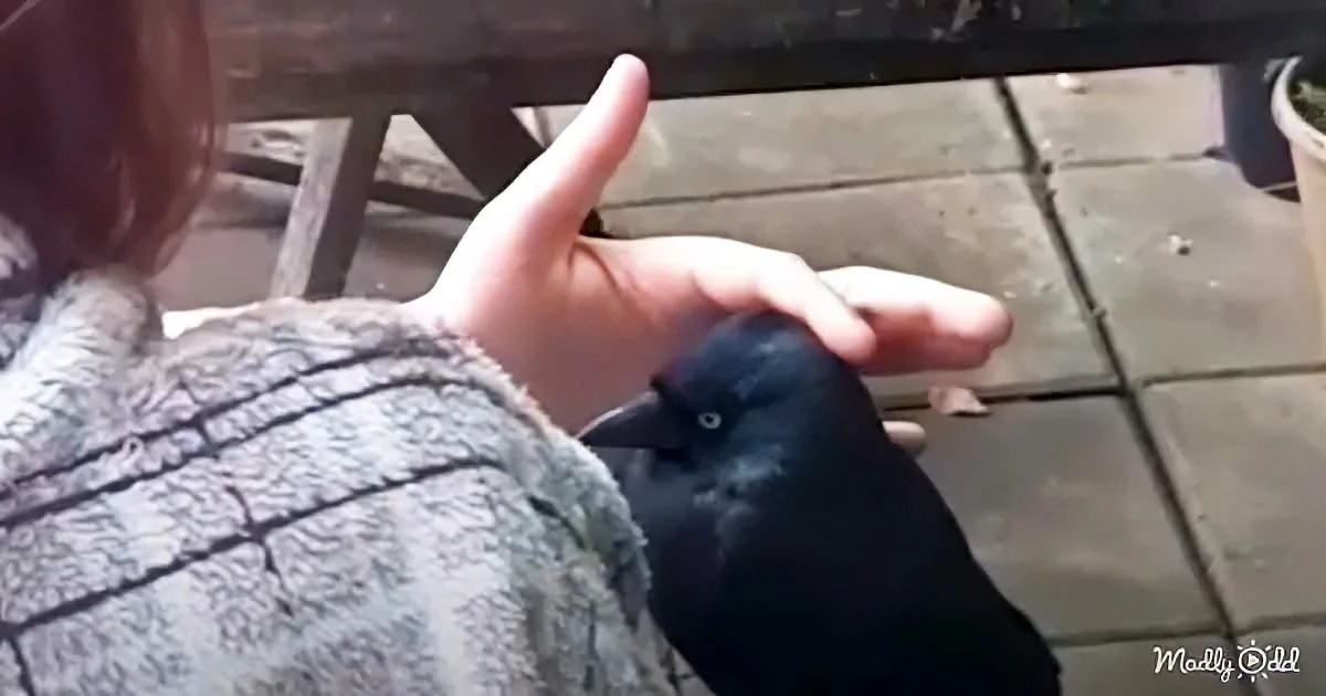 A person wearing a textured sweater holds a black bird on their hand, with a wooden table and tiled floor in the background.