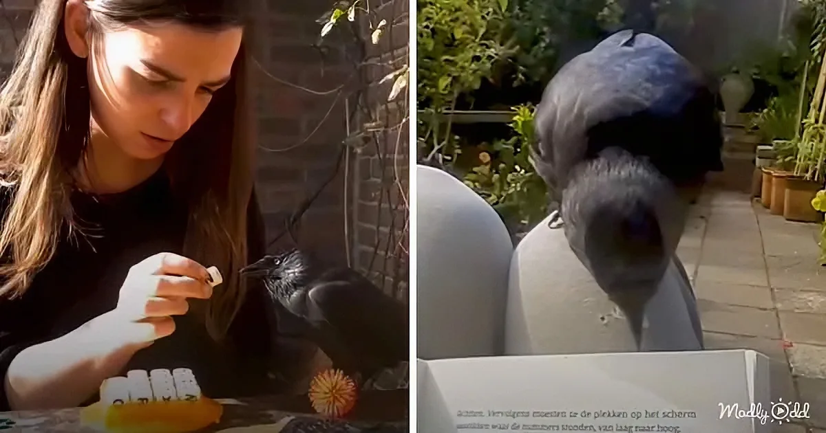 Wild Crow Likes to Have Reading Sessions With at This Family's Home
