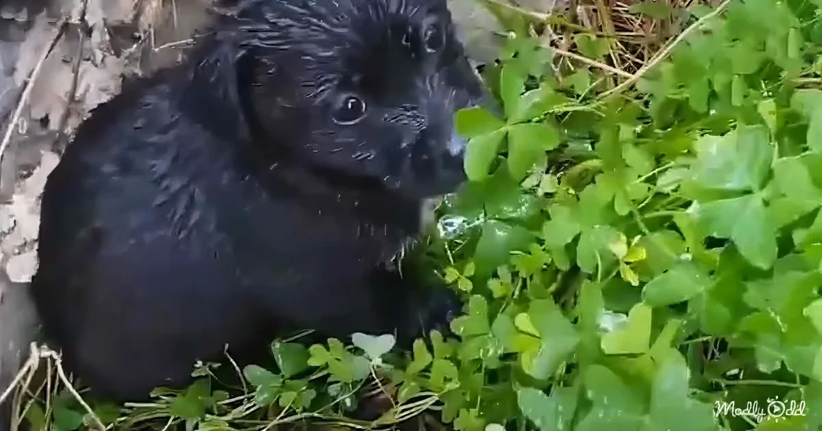 Scared little puppies