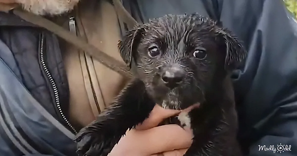 Scared little puppies