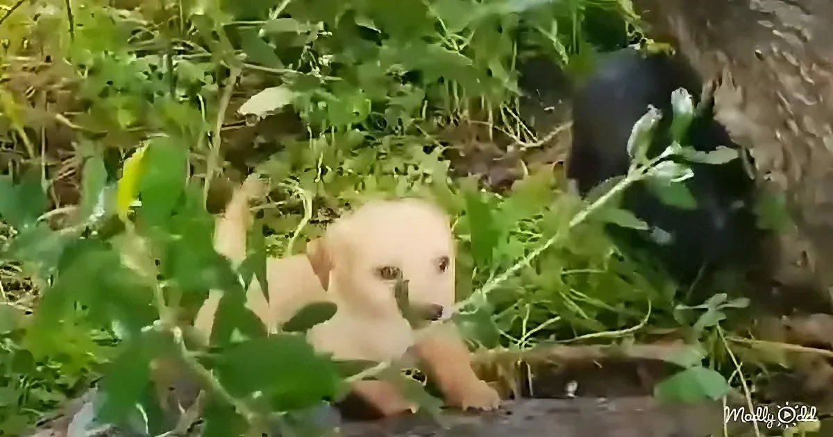Scared little puppies