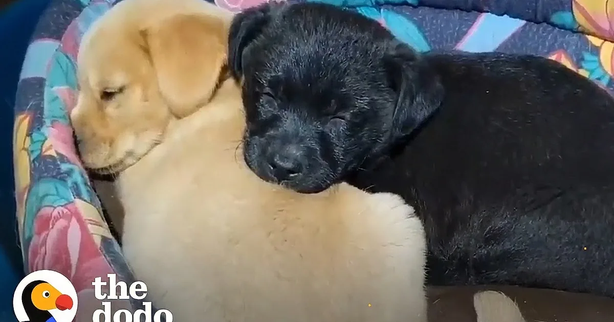 Scared Little Puppies Shivering in the Cold Are Abandoned on the Road
