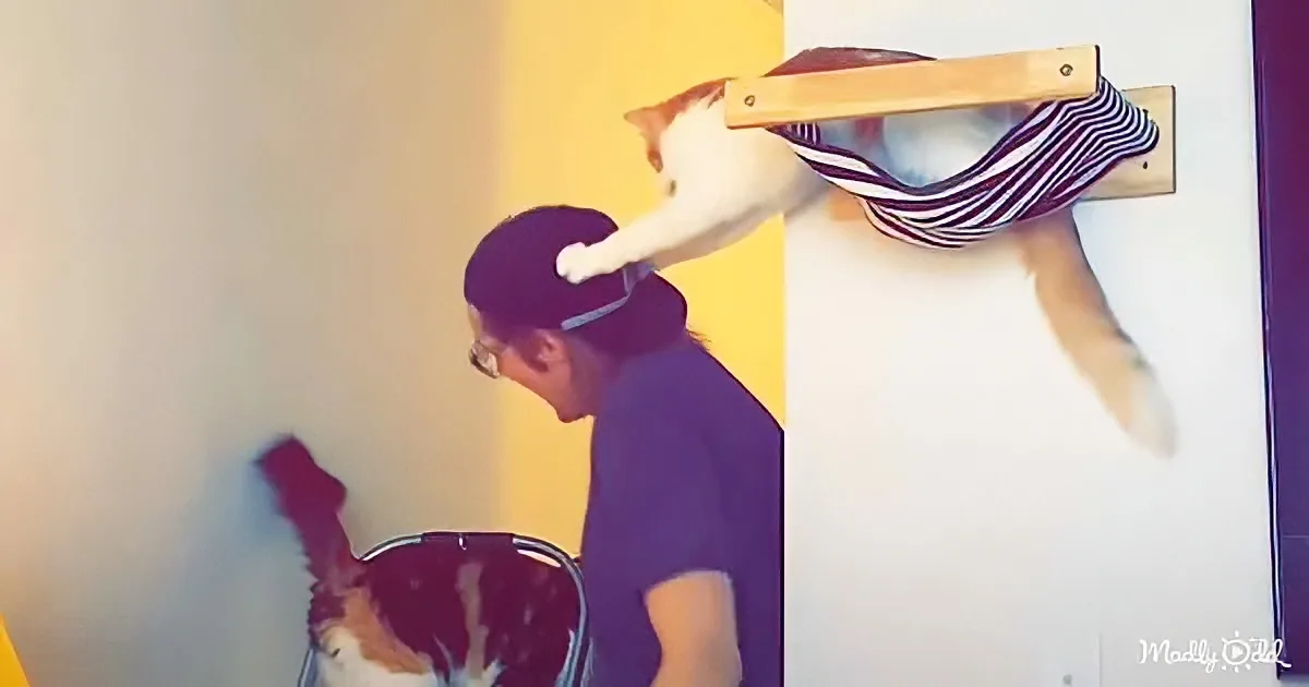 A cat in a striped shirt is perched on a wooden shelf, while another cat sits on a chair below.