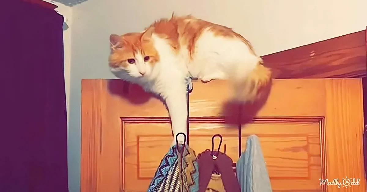 A large orange and white cat is perched on a wooden door, looking down.