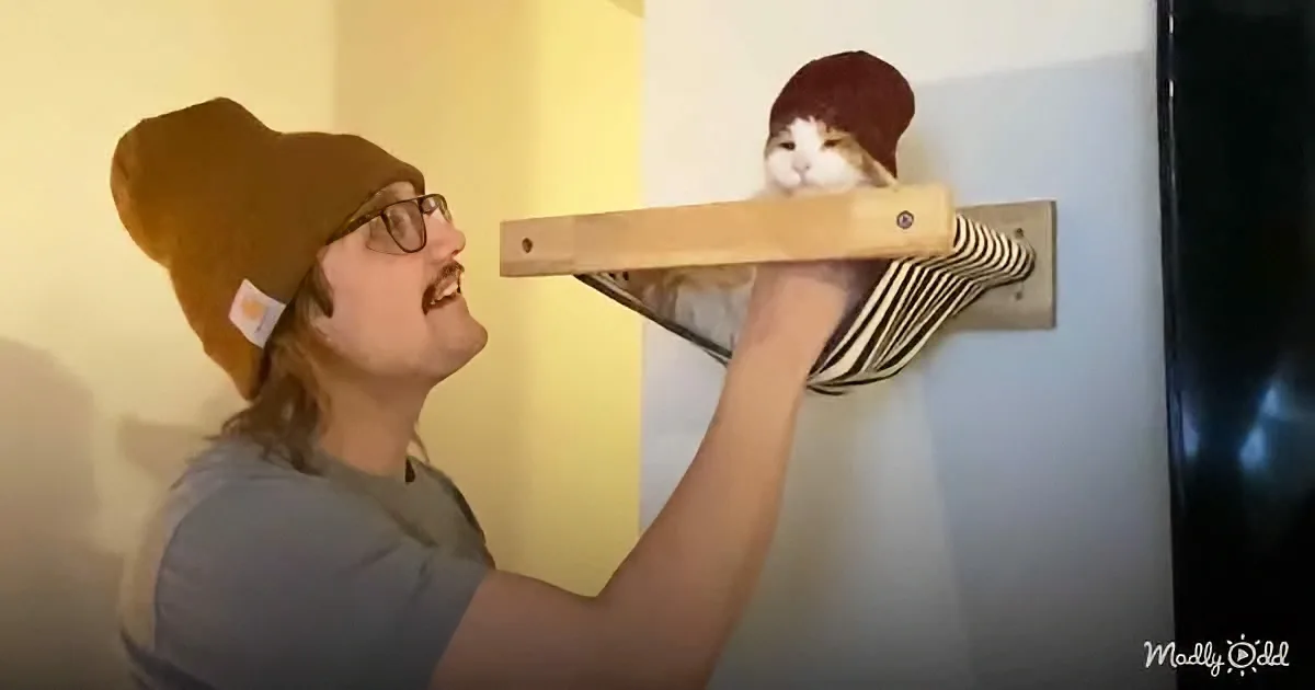 A man in a beanie and glasses holds a cat perched on a wooden shelf against a wall.