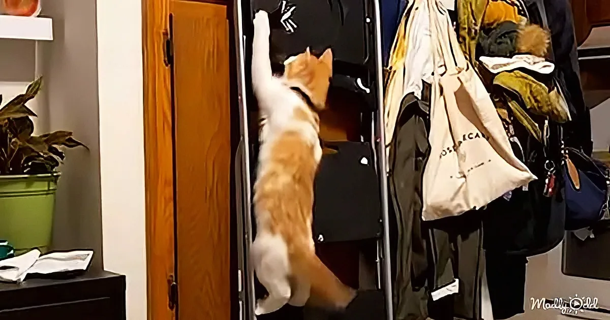 An orange and white cat is climbing into a closet filled with clothes and bags.