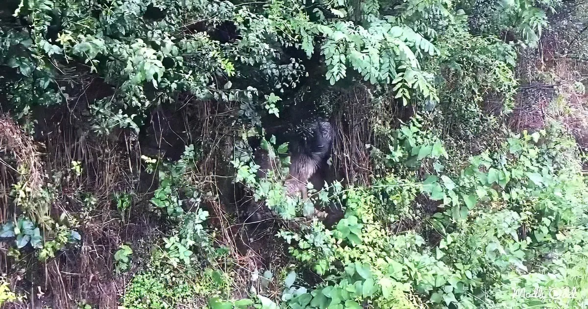 A gorilla is partially hidden among dense green foliage in a forested area.