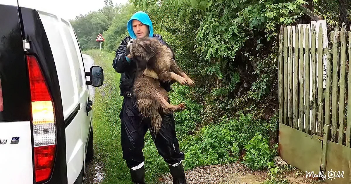 A man in a blue hooded jacket and black rain gear carries a wet, furry animal near a white van on a grassy path.