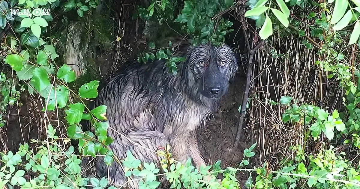 Abandoned Dog Waiting in the Rain for Her Owner to Come Back