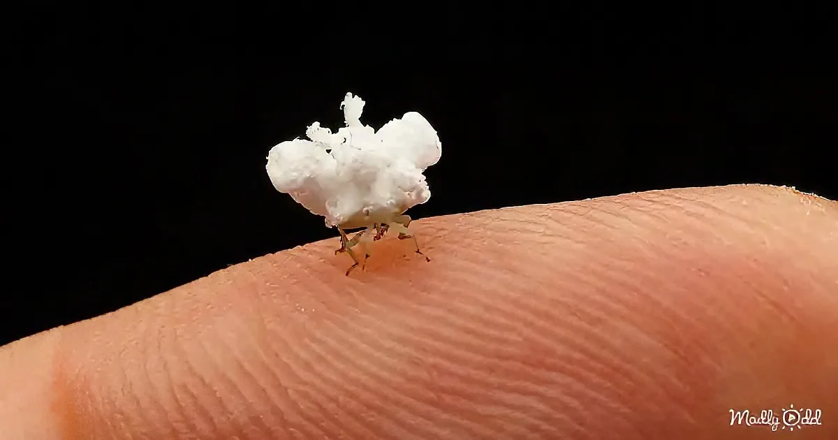 A white, fluffy insect rests on a human finger against a black background.