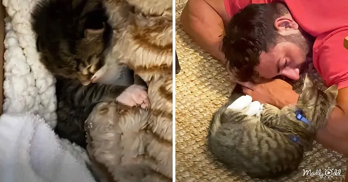 Phone-Sized Kitten Turns Dog Person Into Cat Person