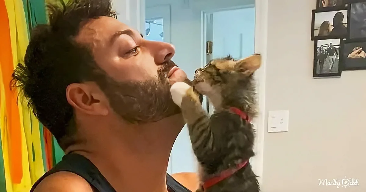 A man with a beard and a kitten wearing a red collar are interacting, with the kitten playfully touching the man's face.