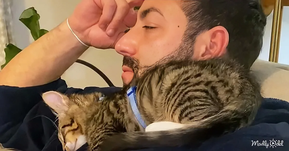 A man with a beard rests his head on a cat wearing a blue tie, both appearing relaxed.