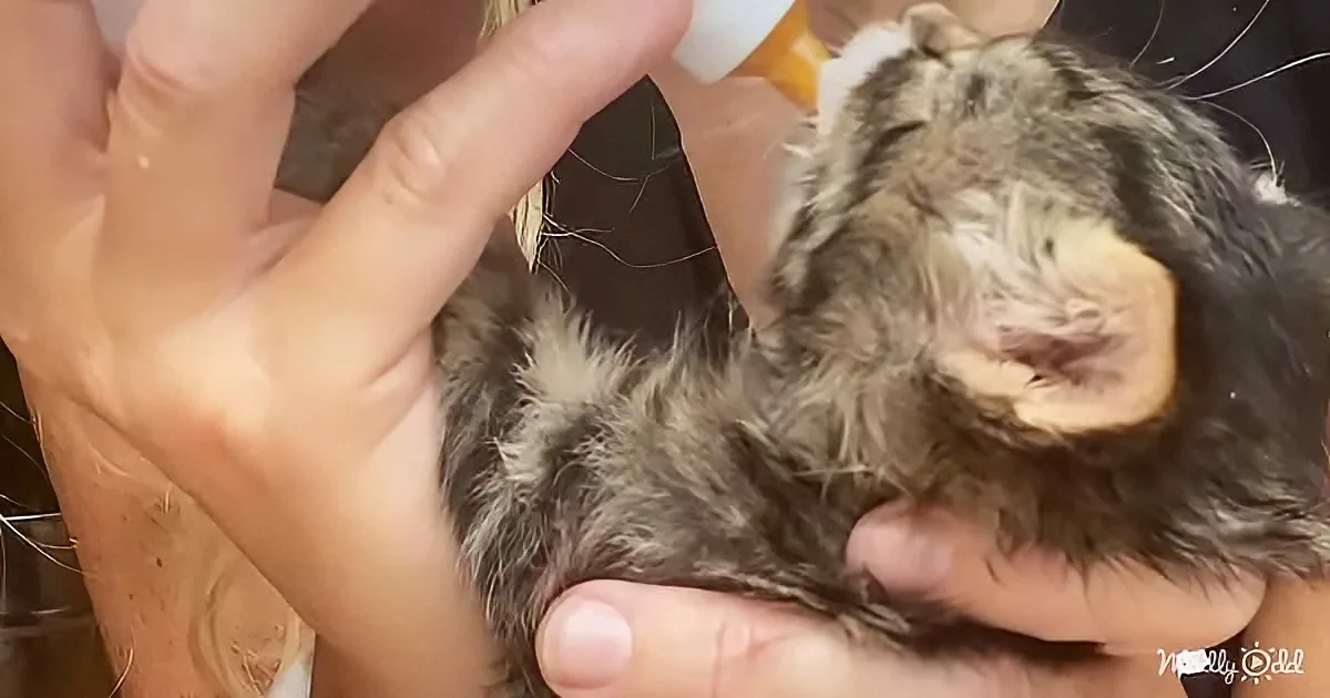 A tiny kitten is being bottle-fed by a person's hands.