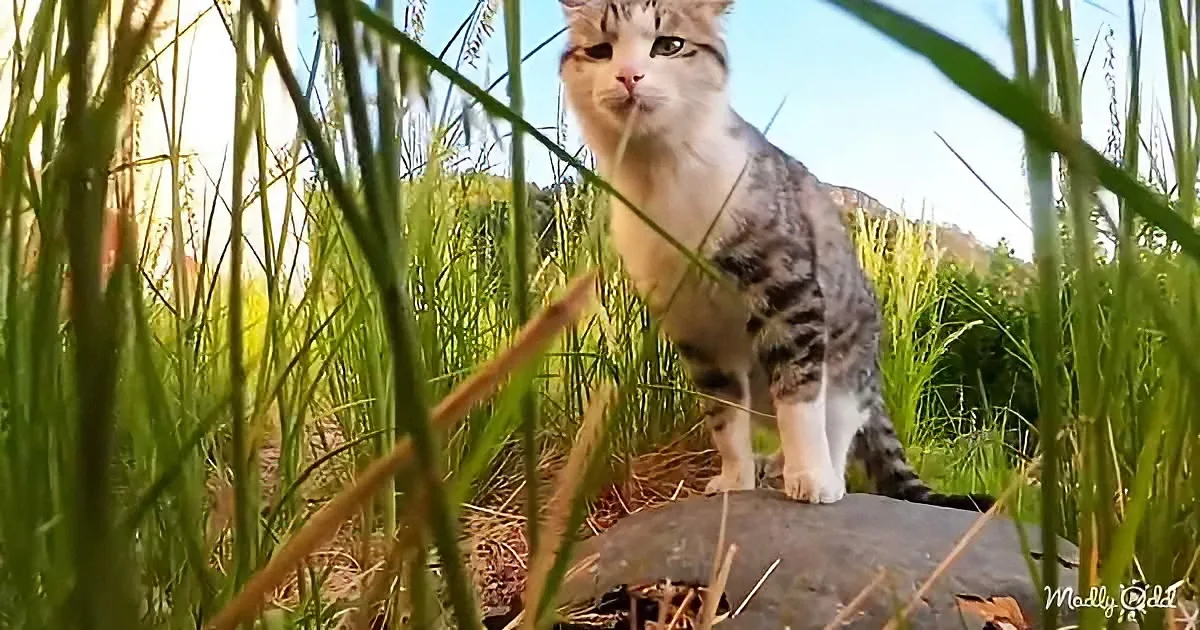 A cat stands amidst tall grass, looking directly at the camera with a serene expression.