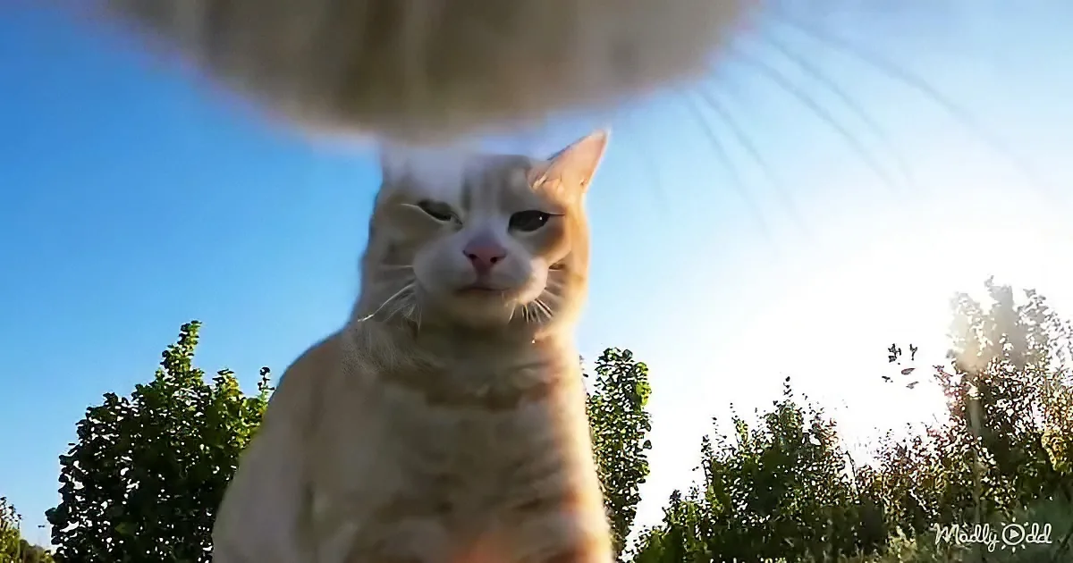 A fluffy white and orange cat sits outdoors with a bright blue sky and trees in the background.