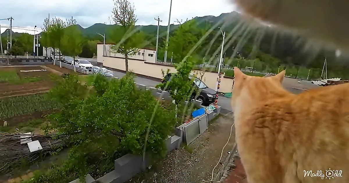An orange cat stands on a ledge, overlooking a street with parked cars and greenery.