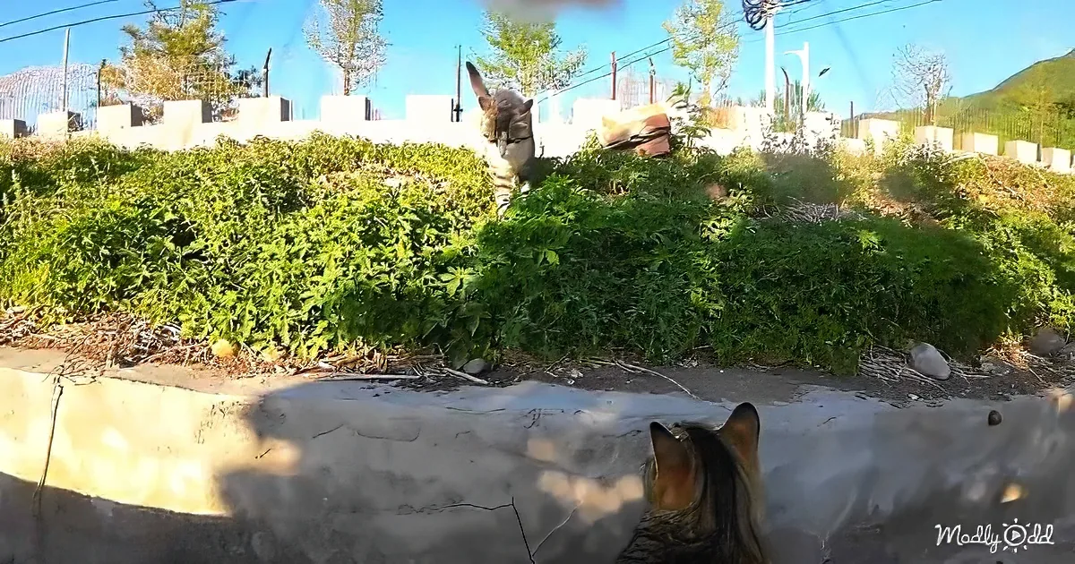 Two cats, one on a wall and the other behind a bush, under bright sunlight.