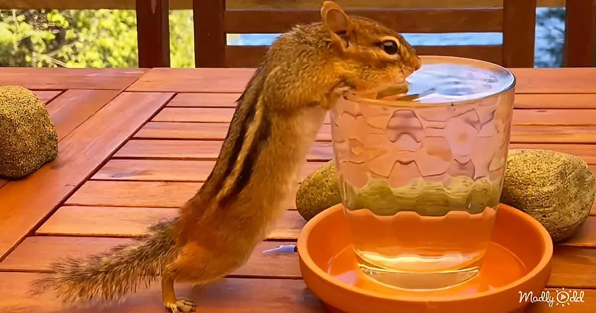 A chipmunk drinks water from a glass on a wooden table with rocks and a bowl nearby.