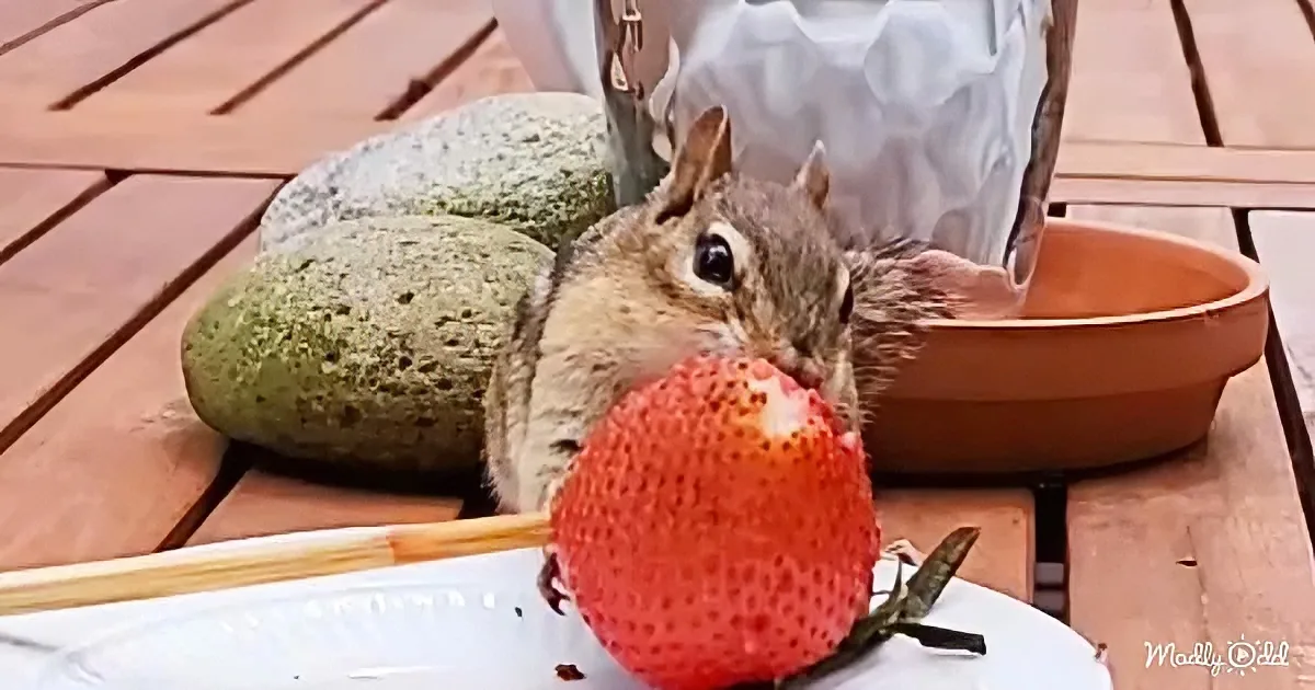 A chipmunk nibbles on a strawberry on a wooden deck.