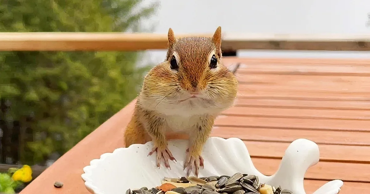 A Woman's Timid Chipmunk Friend Learns to Pick Her Battles