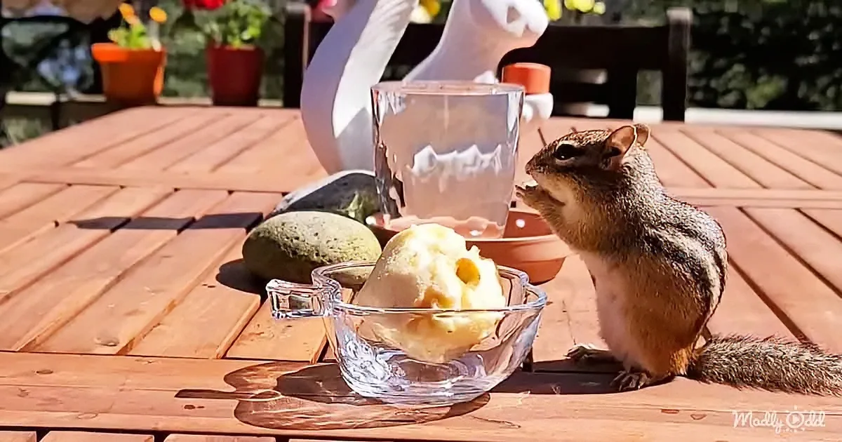 A chipmunk sits on a wooden table, eating ice cream while a glass of water and a decorative squirrel statue are nearby.