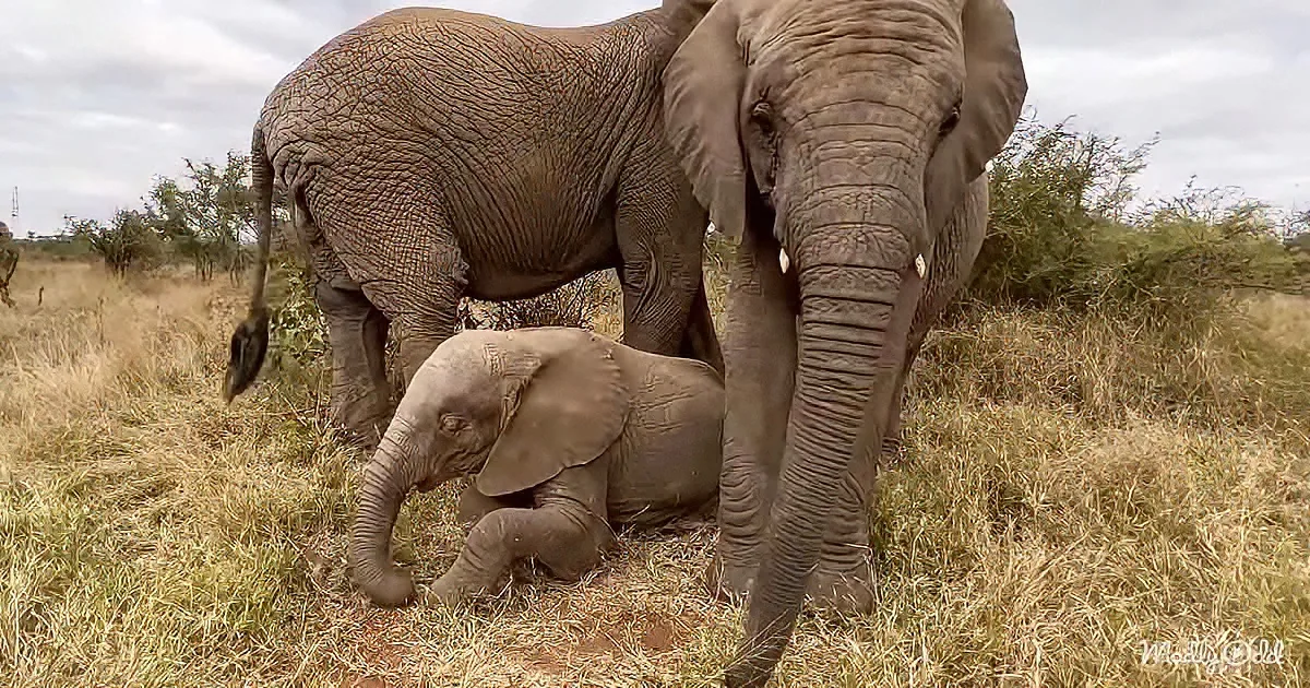 A baby elephant lies on the ground while an adult elephant stands nearby in a grassy field.