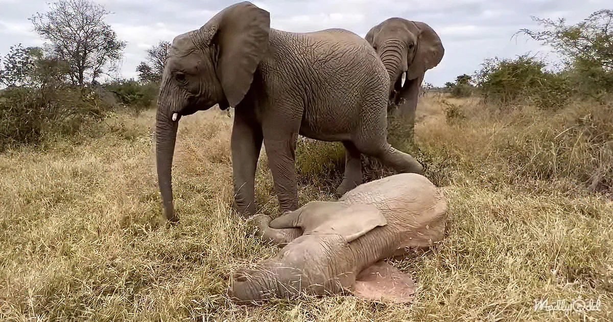 Sleepy Baby Elephant Still Wants Snacks Even While She's Lying Down