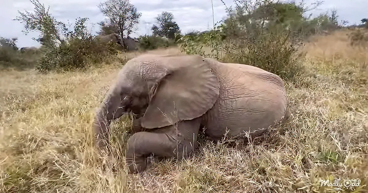 An elephant lies in a grassy field, its head down, surrounded by dry vegetation and trees.