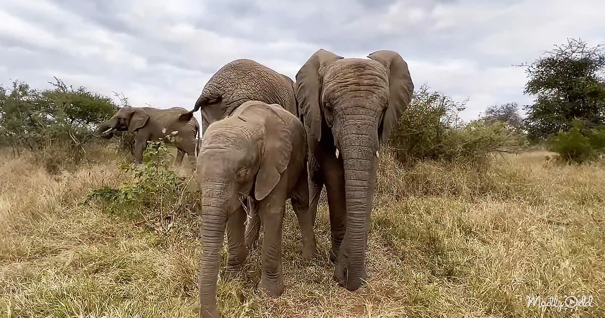 A family of elephants, including a baby, walks through a grassy savanna under a cloudy sky.