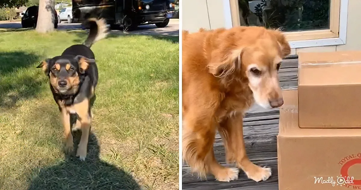 A black and tan dog stands on grass, while a golden dog walks near stacked boxes on a wooden deck.