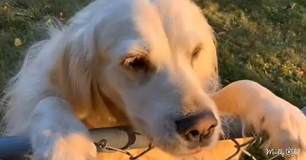 A close-up of a light-colored dog with floppy ears and a relaxed expression.