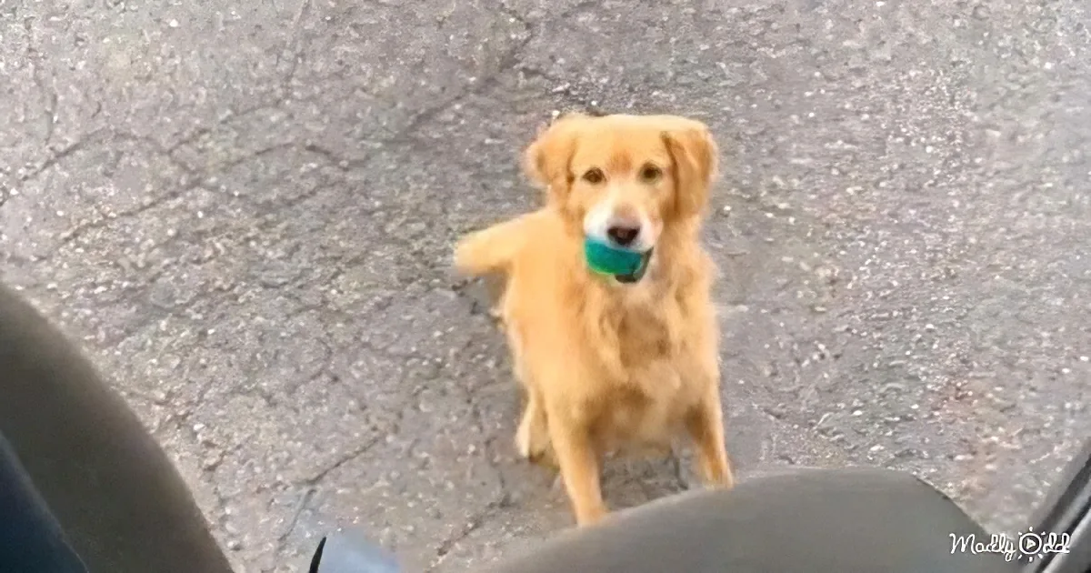 A golden retriever holds a green ball in its mouth, standing on a cracked pavement.