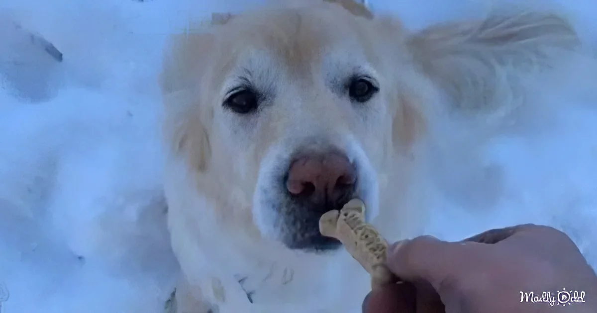 A white dog with a snowy nose licks a bone held by a hand.