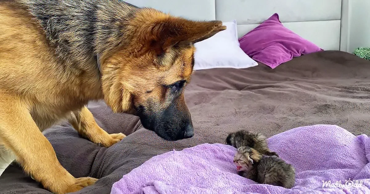 A Curious German Shepherd Handles Vulnerable Newborn Kittens Gently