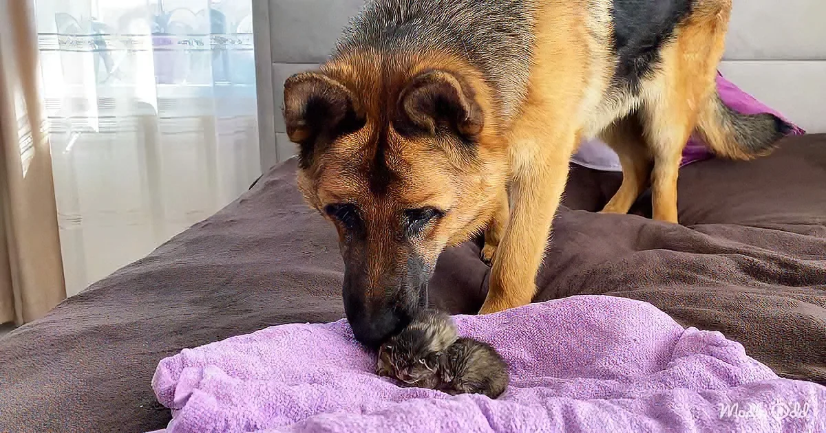 A German Shepherd dog gently sniffs a tiny kitten on a purple blanket.