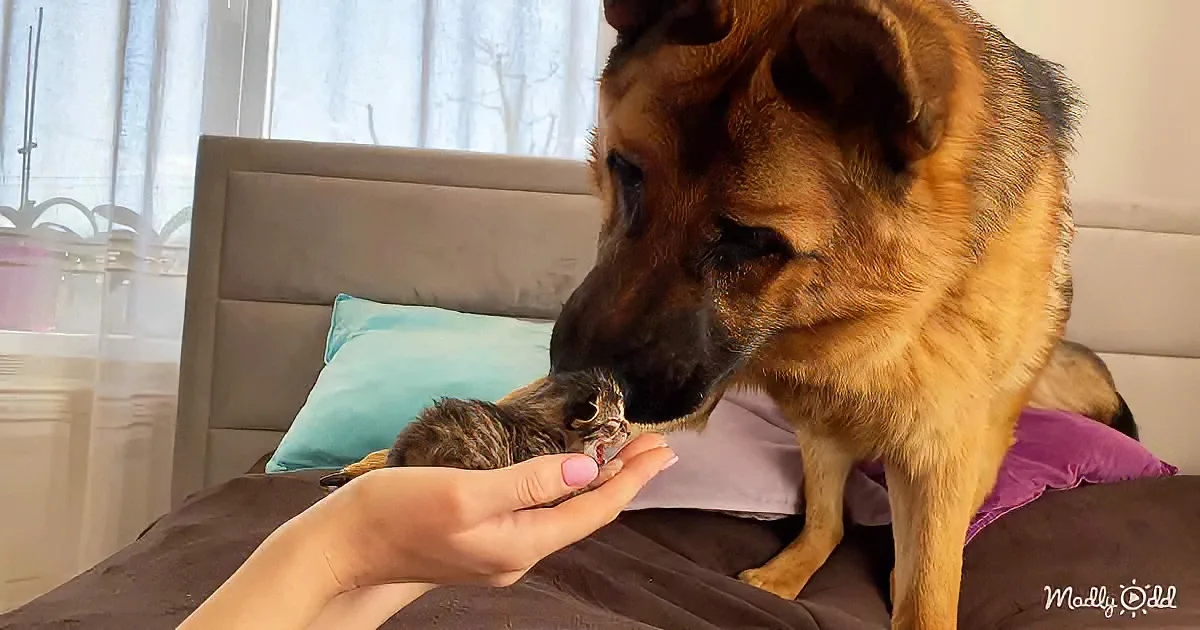 A German Shepherd gently holds a tiny kitten in a person's hand, both on a bed.