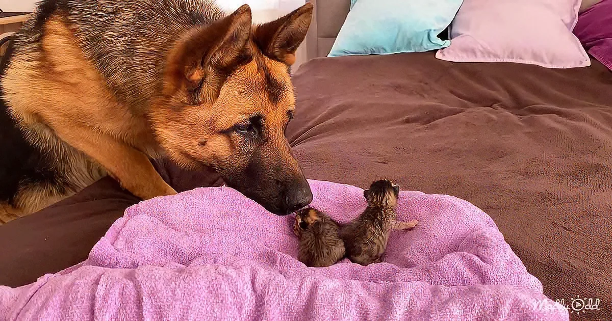A German Shepherd gently nuzzles two tiny kittens on a pink blanket.