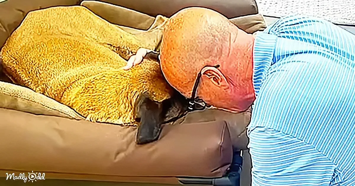 A man in a blue striped shirt leans over a dog bed, appearing to kiss or nuzzle a dog.