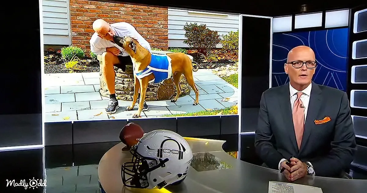 A man in a suit sits at a desk with a football helmet, while a smaller screen shows a man petting a dog in a blue vest.