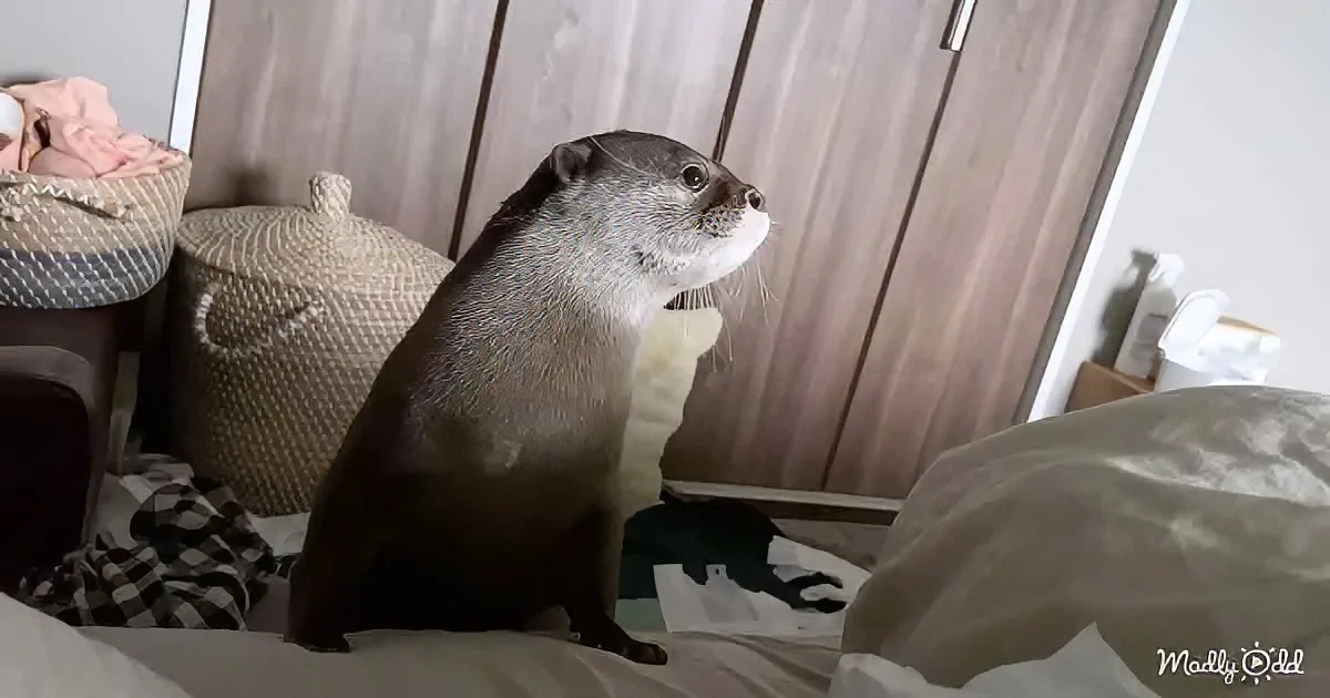 A curious otter sits on a bed, looking up, with a basket and pillows in the background.