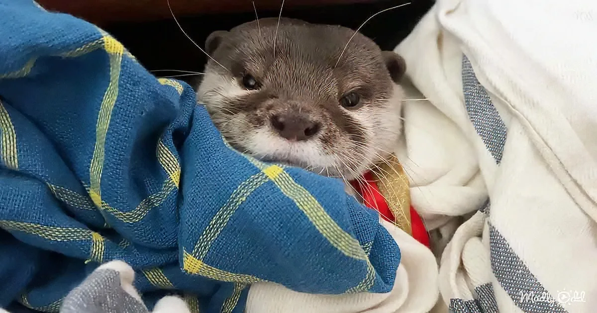 A cute baby otter peeking out from a cozy blanket pile, looking curious.