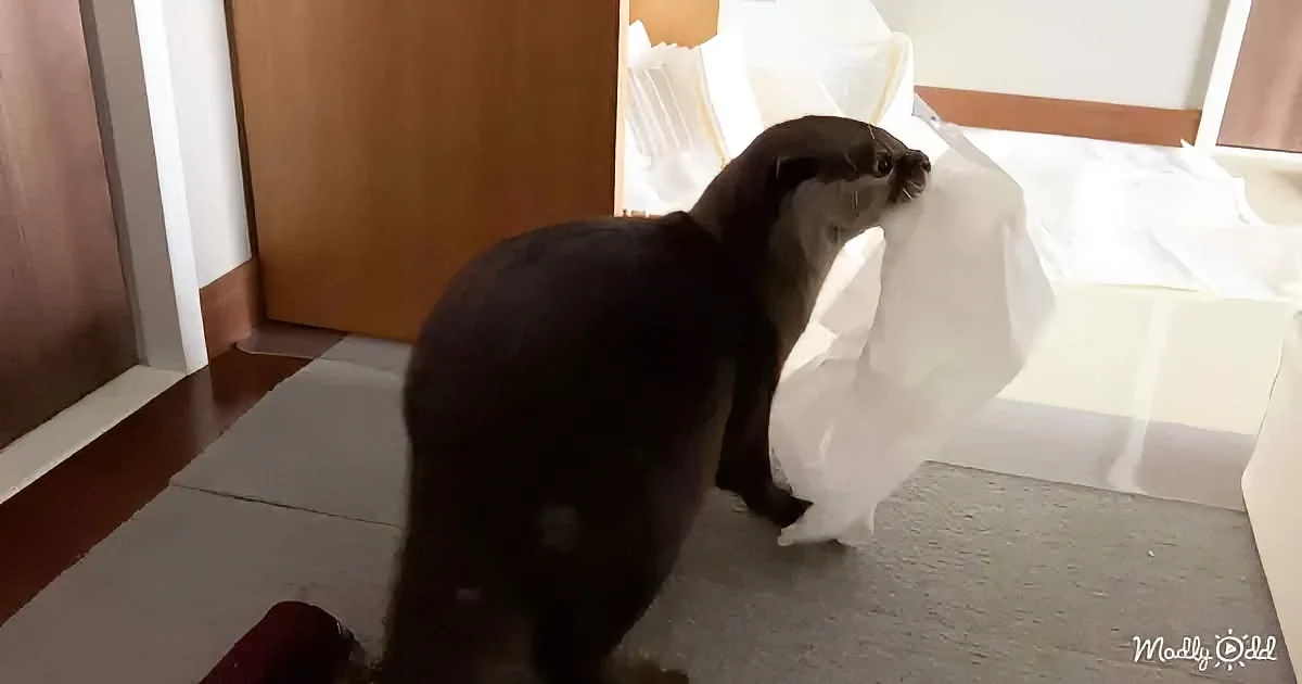 An otter is playfully interacting with a plastic bag on a carpeted floor.