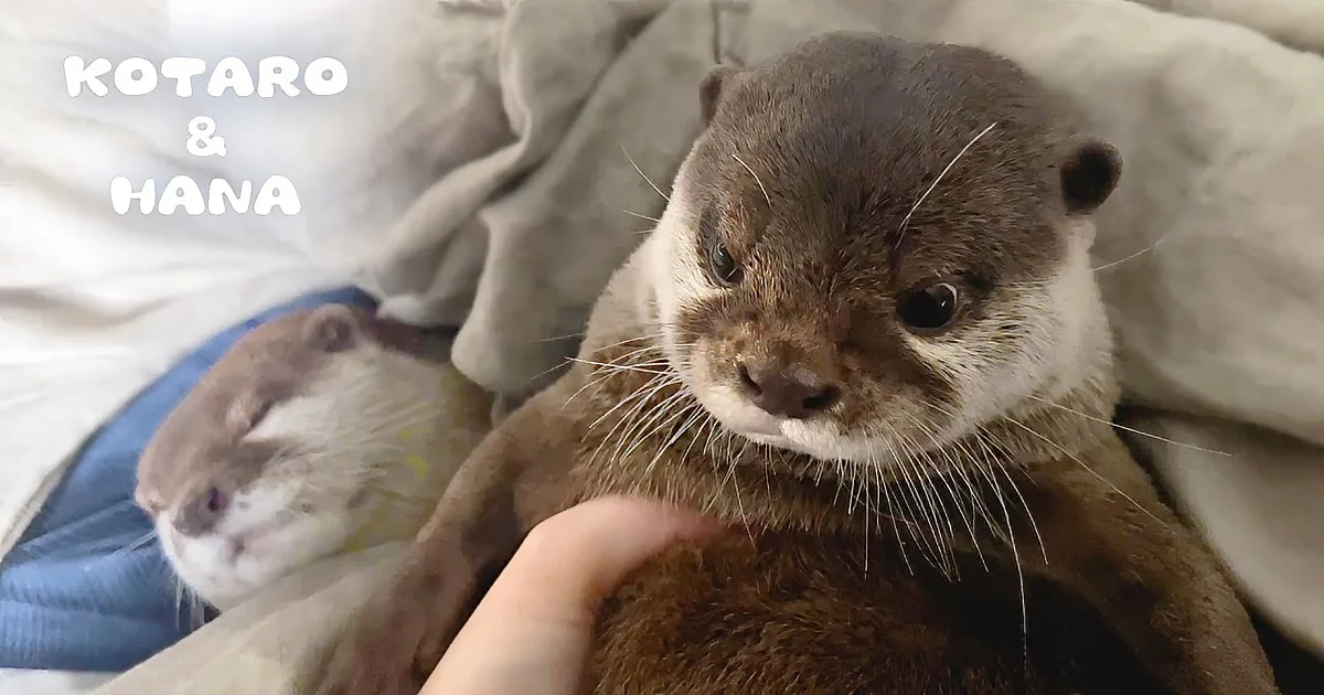 Little Otter Builds a Priceless Nest for His Caring Family