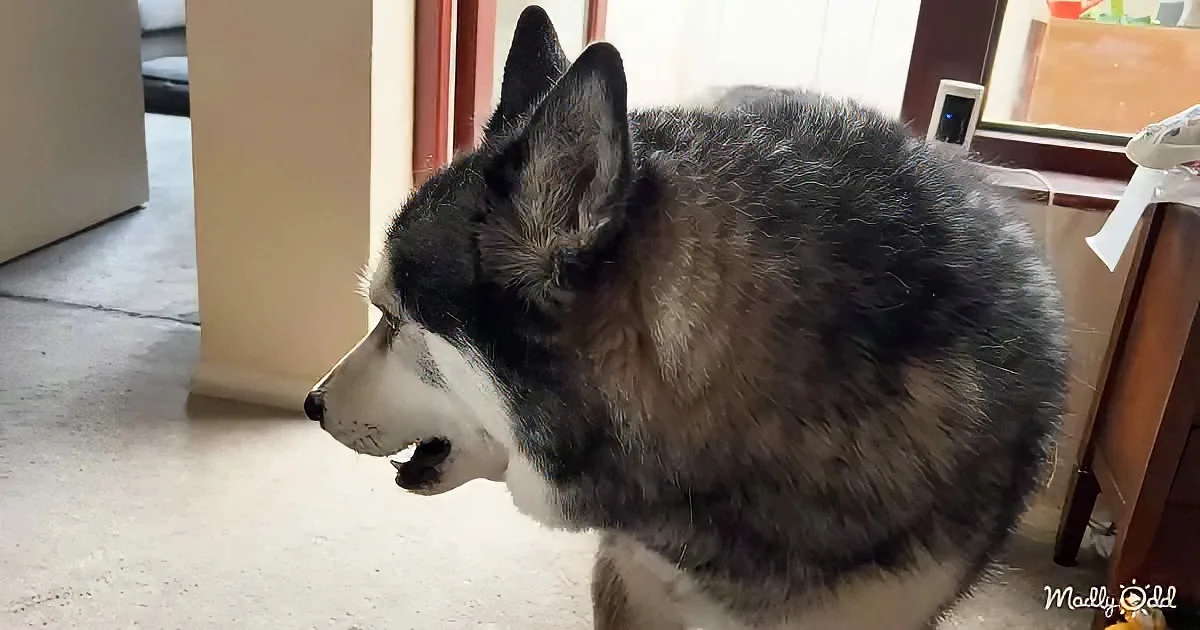 A husky dog with a black and white coat sits indoors, looking to the left.