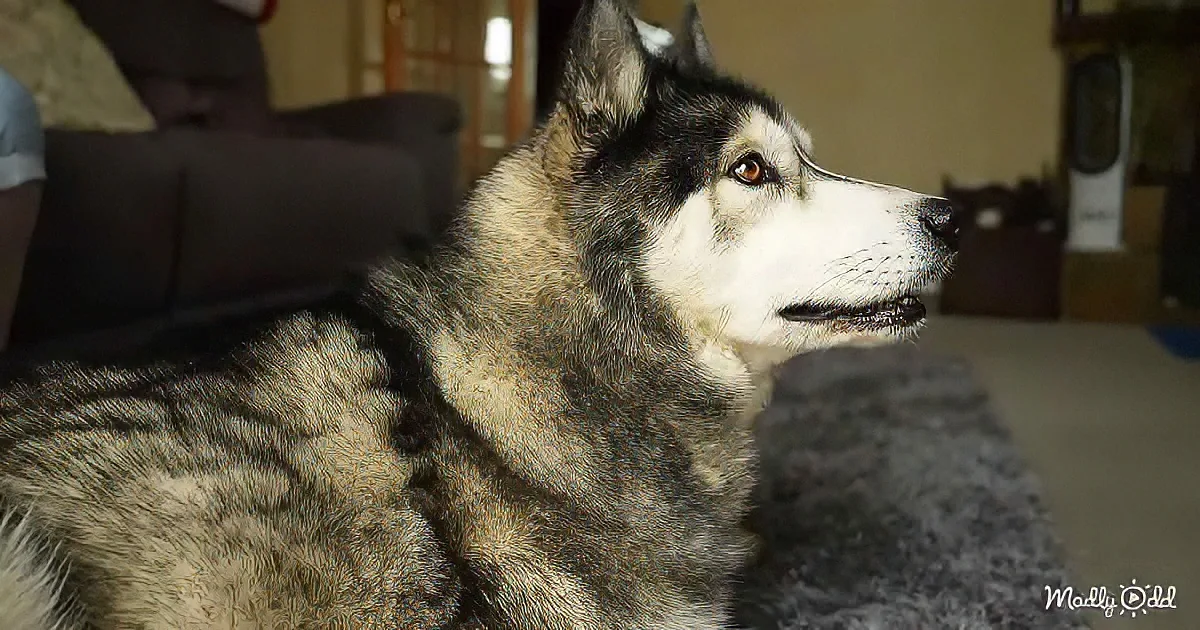 A husky dog with striking black and white fur sits on a gray rug, gazing to the right.